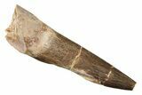 Fossil Plesiosaur (Zarafasaura) Tooth - Morocco #269259-1